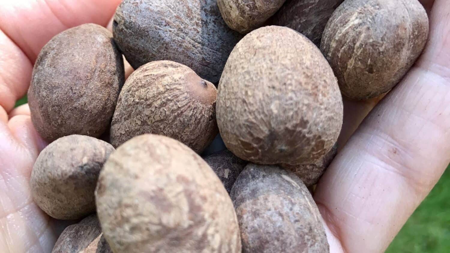 How Is Shea Butter Made?